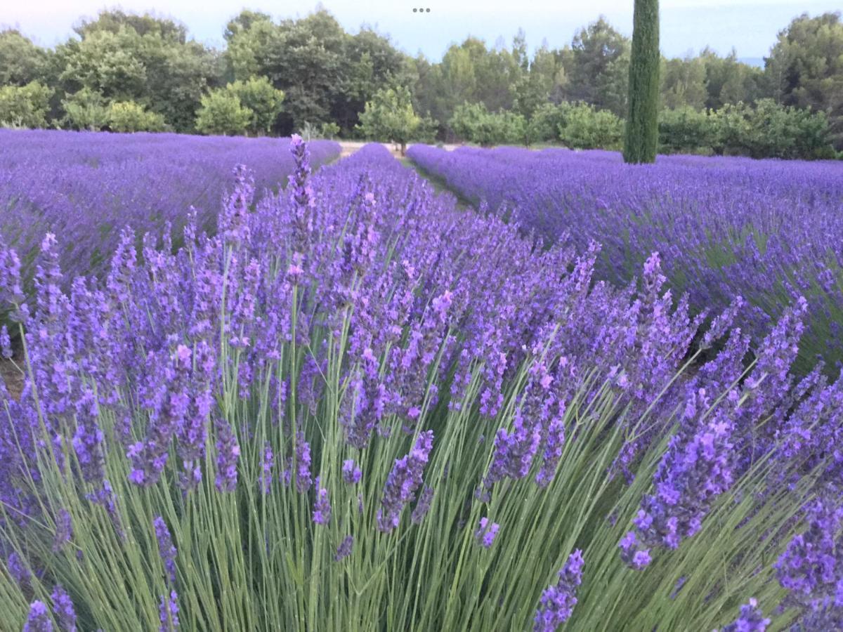 Lovely Views In Secret Provence Joucas Exterior photo